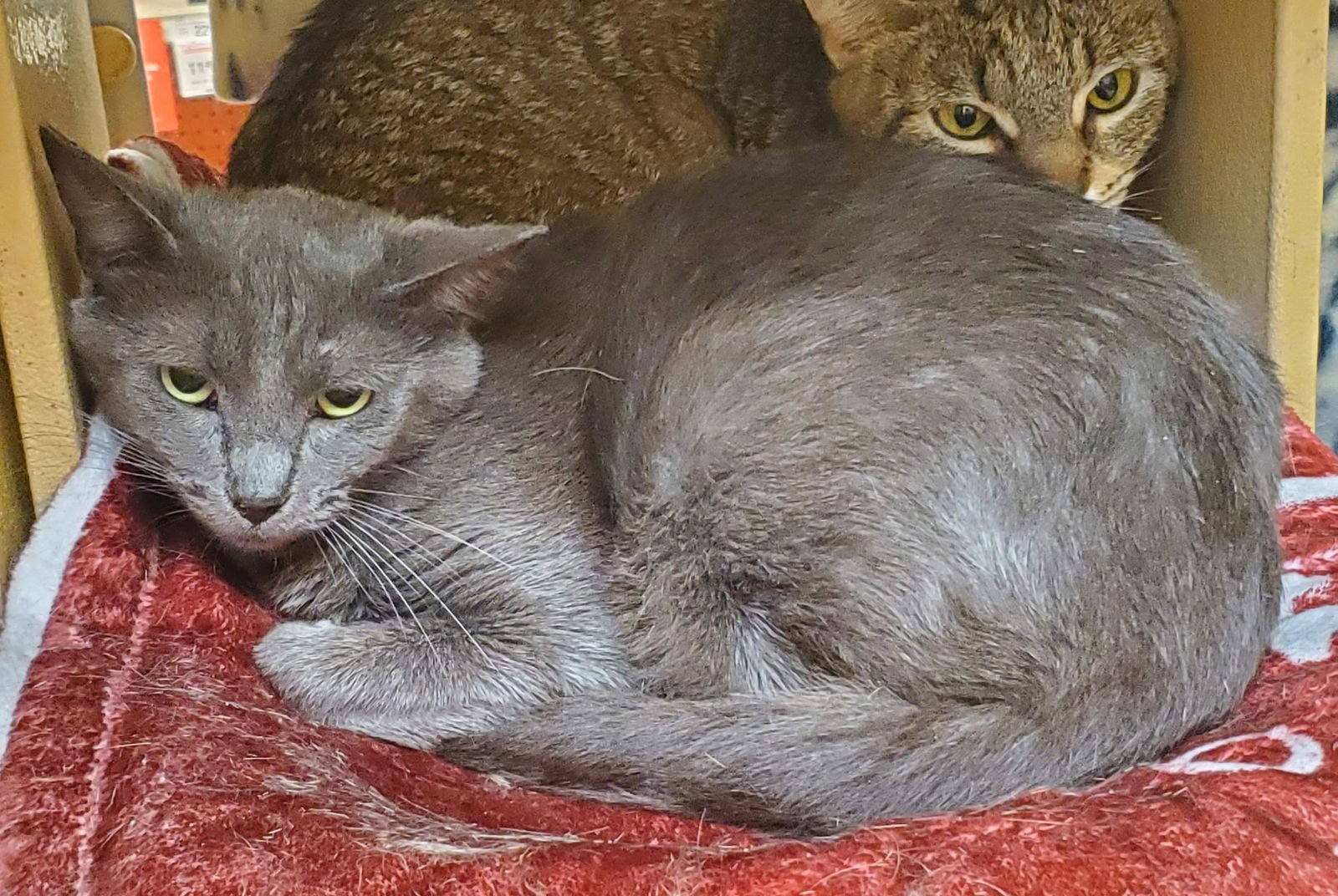 GRACIE - Domestic Short Hair available for adoption