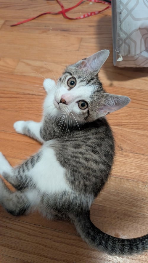 EENY & MINEY (*BONDED PAIR)
