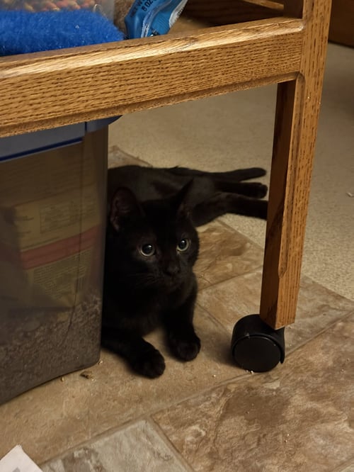 PEEWEE - Domestic Short Hair available for adoption