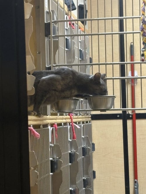 FABLE - Domestic Short Hair available for adoption