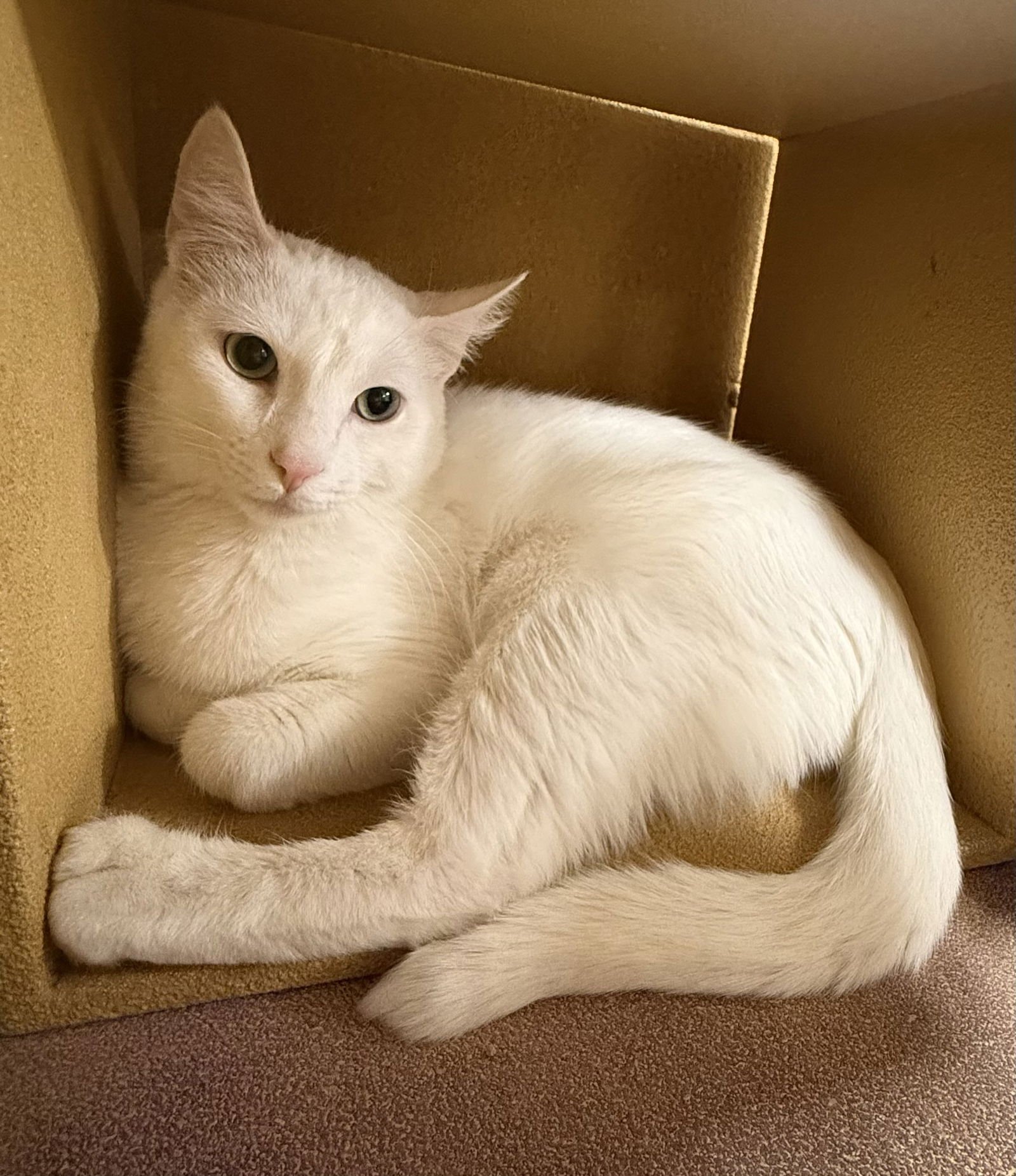 ACE - Domestic Short Hair available for adoption