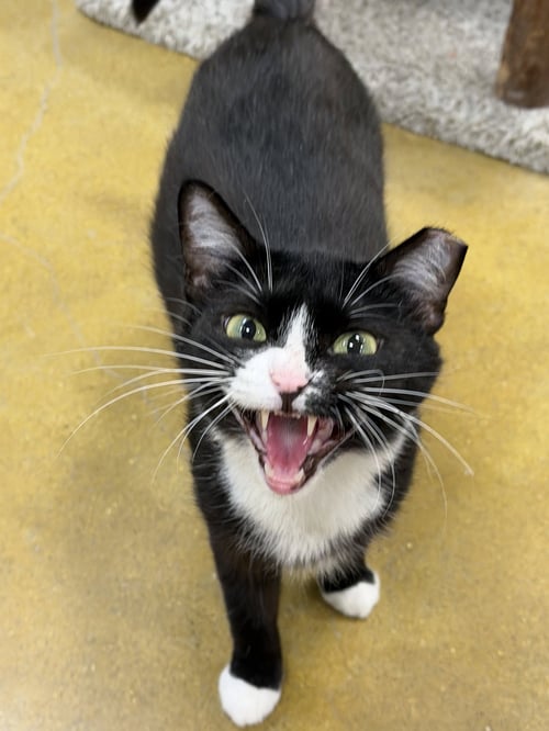 SMOREO - Domestic Short Hair available for adoption