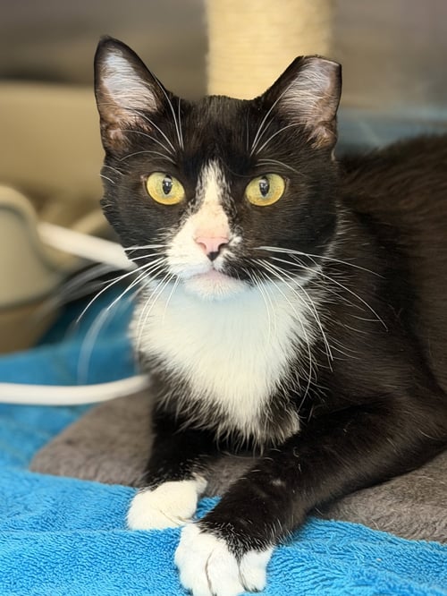 SMOREO - Domestic Short Hair available for adoption