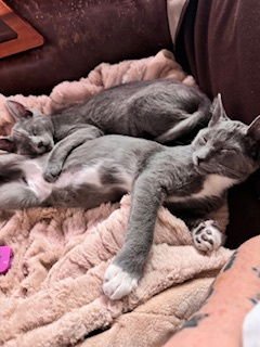 LENNY & LAVERNE (BONDED BROTHERS) - Domestic Short Hair available for adoption