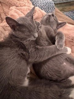 LENNY & LAVERNE (BONDED BROTHERS) - Domestic Short Hair available for adoption