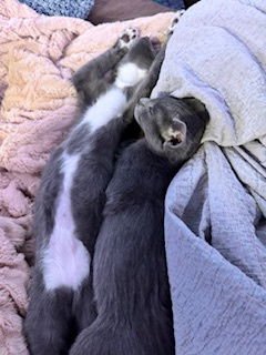 Lenny & Laverne (bonded brothers) - Photo 3