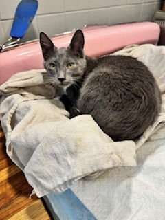 Lenny & Laverne (bonded brothers) - Photo 4