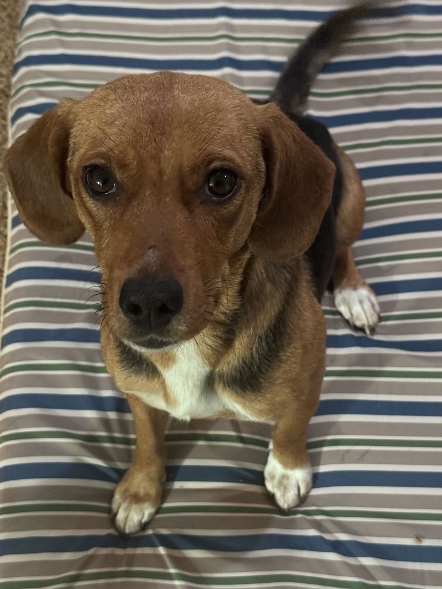 SADIE - Beagle / Labrador Retriever available for adoption