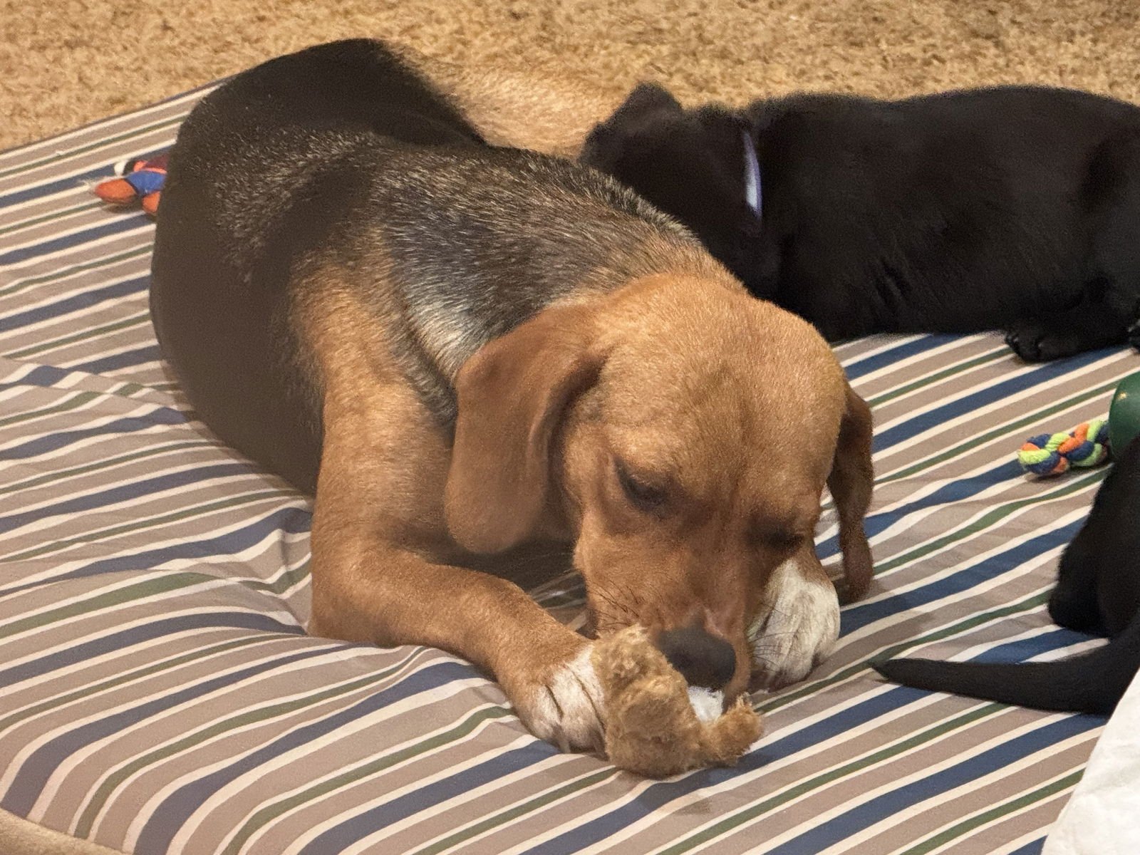 SADIE - Beagle / Labrador Retriever available for adoption