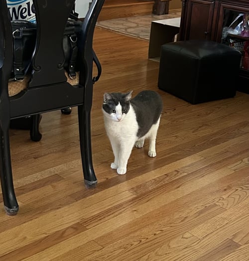 WHITERIVER - Domestic Short Hair available for adoption