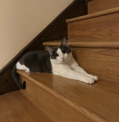 WHITERIVER - Domestic Short Hair available for adoption