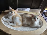 Sundial and Sunburn ***Bonded Pair*** - Photo 3