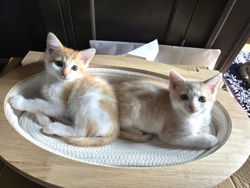 SUNDIAL AND SUNBURN ***BONDED PAIR***