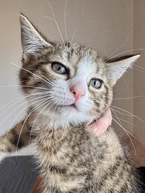 LILY & LULU (*BONDED PAIR) - Domestic Short Hair available for adoption