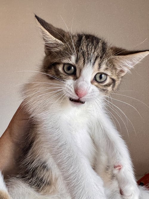 LILY & LULU (*BONDED PAIR) - Domestic Short Hair available for adoption