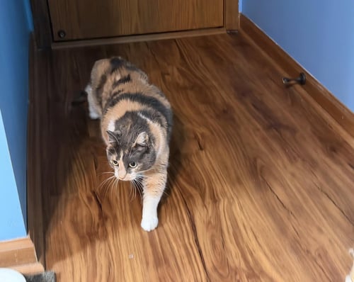 PEANUT - Domestic Short Hair available for adoption
