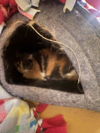 Peanut - Photo 5