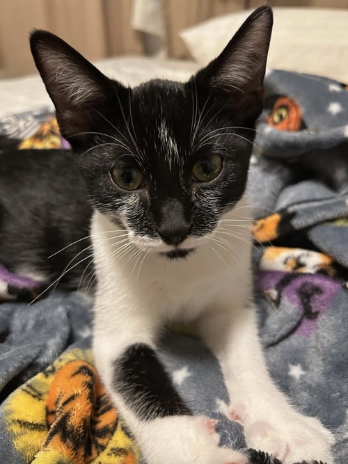 DEVON - Domestic Short Hair available for adoption