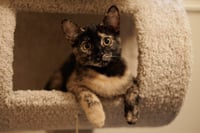 Hazel & Reese (bonded pair) - Photo 2