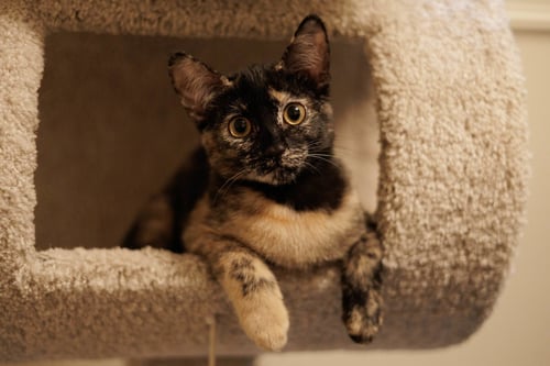 HAZEL & REESE (BONDED PAIR) - Domestic Short Hair available for adoption