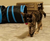 Hazel & Reese (bonded pair) - Photo 3
