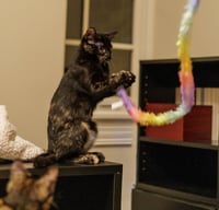 Hazel & Reese (bonded pair) - Photo 4