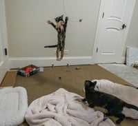 Hazel & Reese (bonded pair) - Photo 5