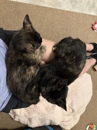 Hazel & Reese (bonded pair) - Photo 6