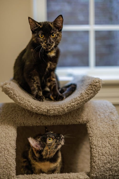 HAZEL & REESE (BONDED PAIR)