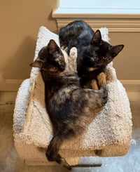 Hazel & Reese (bonded pair) - Photo 7