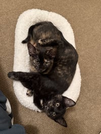 Hazel & Reese (bonded pair) - Photo 8
