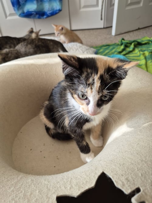 SATIN - Domestic Short Hair for adoption in Naperville