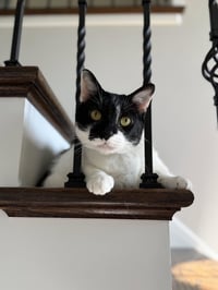 Bruce - Photo 1
