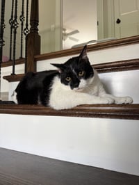 Bruce - Photo 2