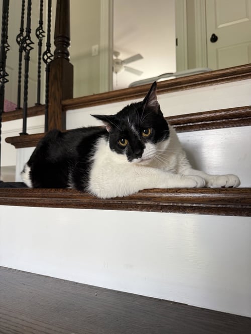 BRUCE - Domestic Short Hair available for adoption