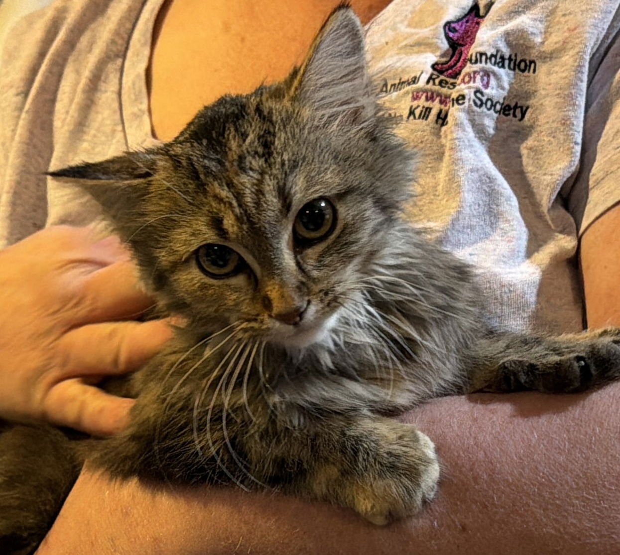 BUTTERBEER - Domestic Long Hair available for adoption