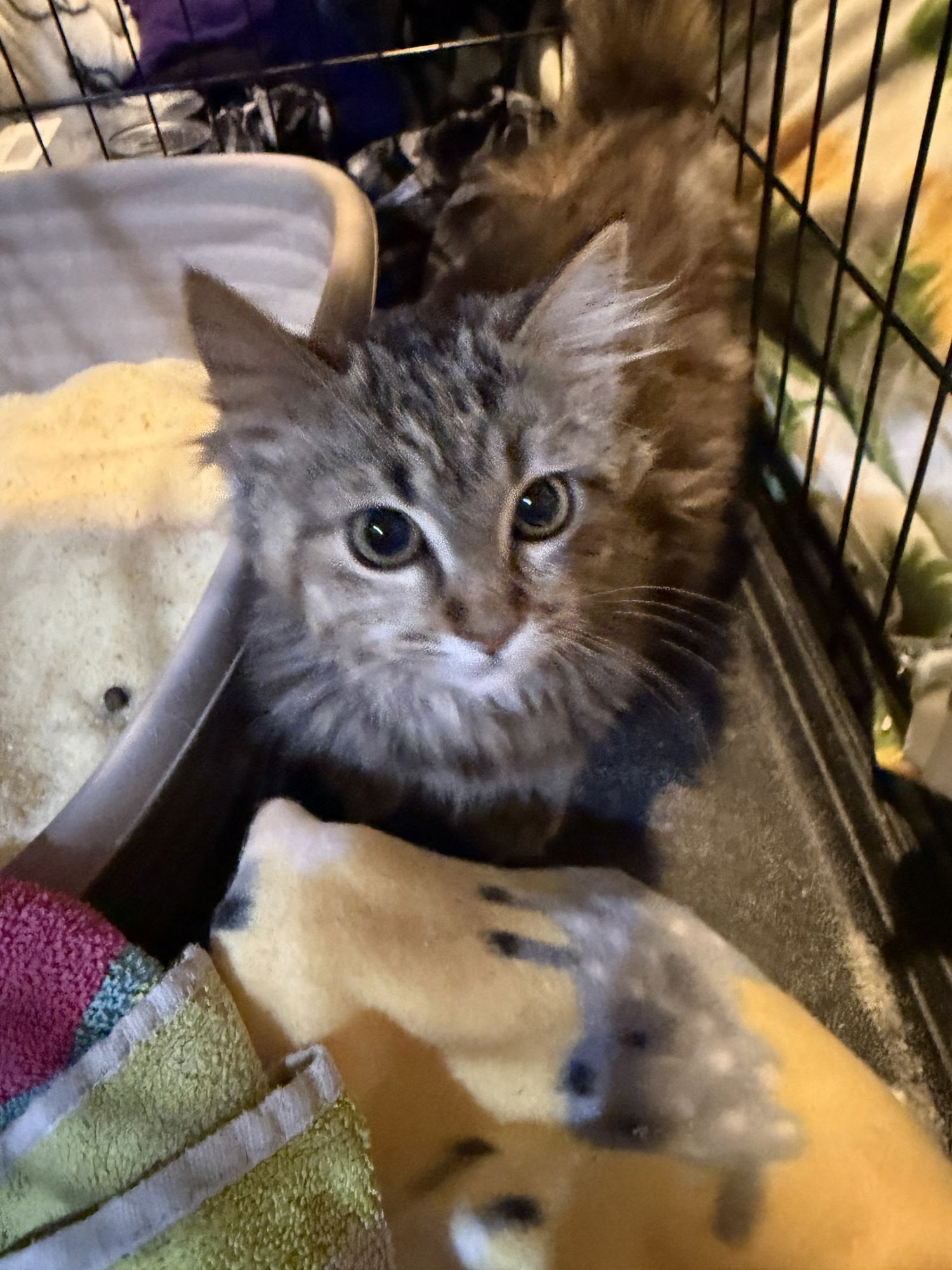 BUTTERBEER - Domestic Long Hair available for adoption