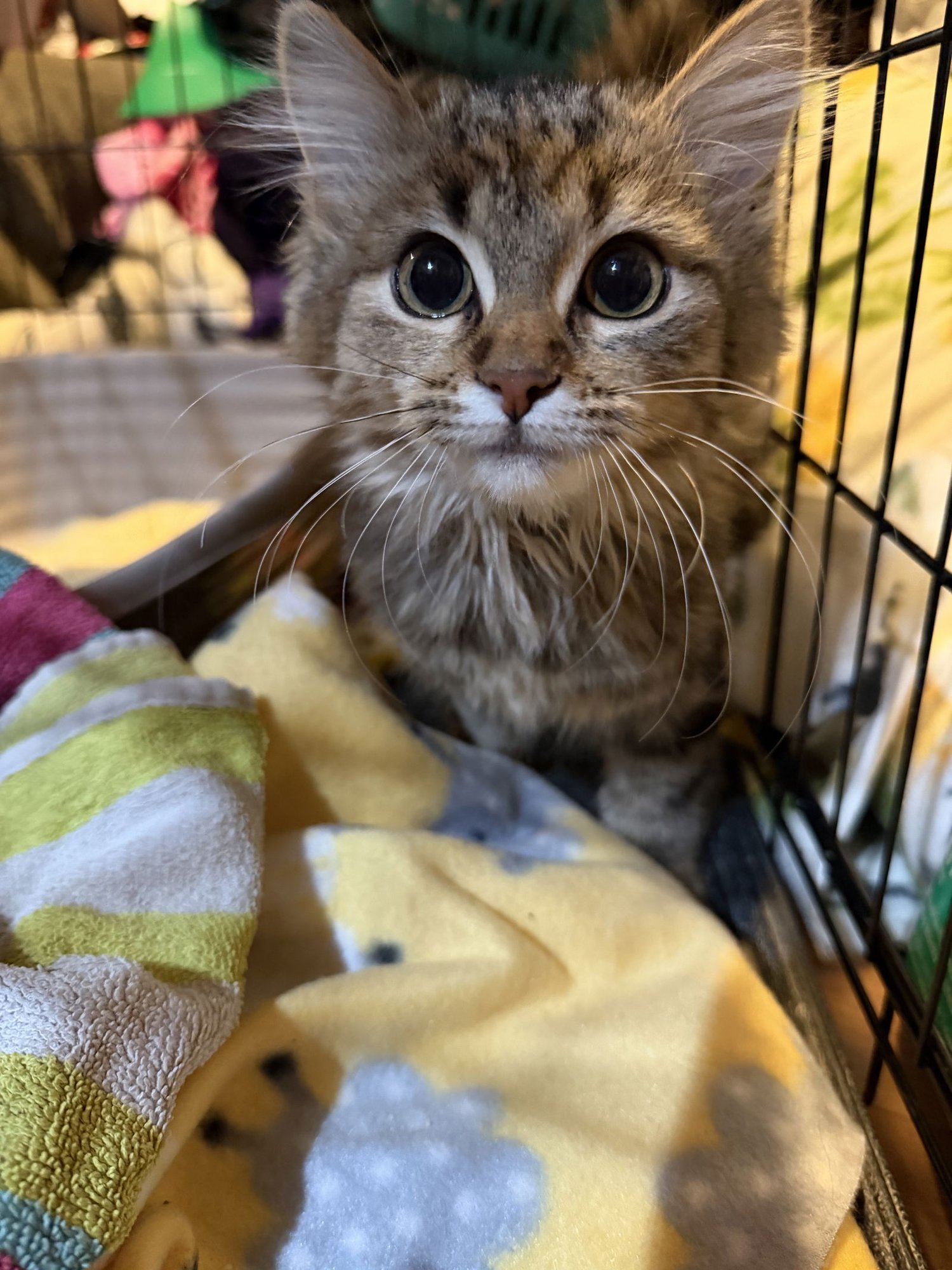 Butterbeer - Photo 3