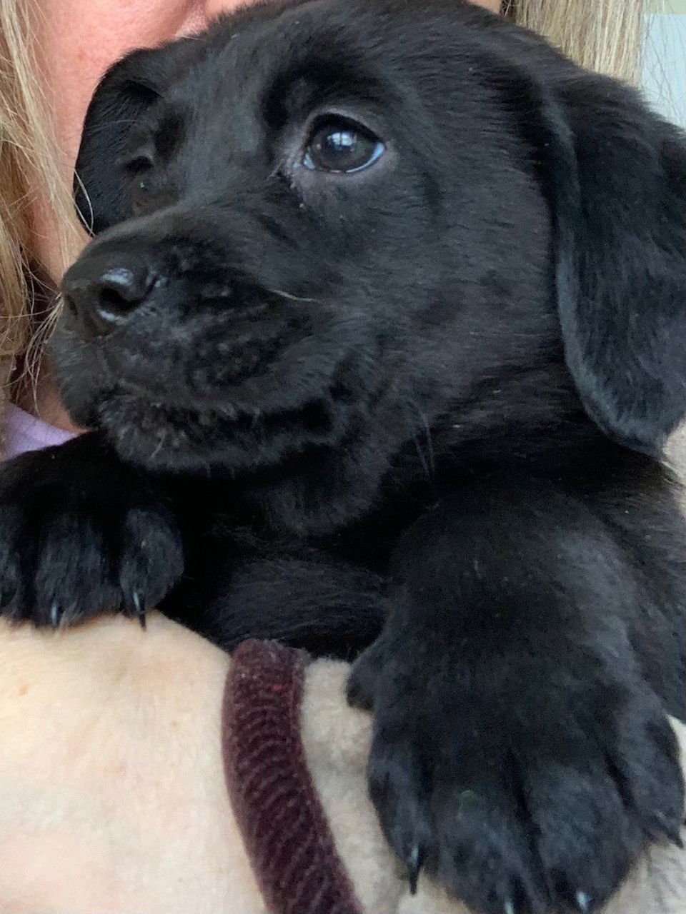 BEBE - Beagle / Labrador Retriever available for adoption
