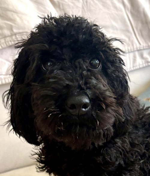 SCOTT - Poodle (Miniature) available for adoption