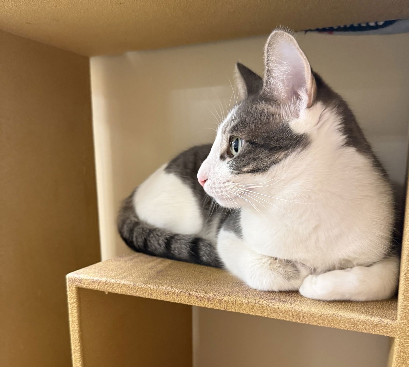 KOT - Domestic Short Hair available for adoption