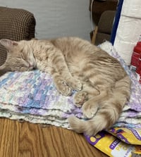 Peanut - Photo 1