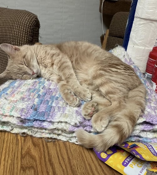 PEANUT - Domestic Short Hair available for adoption