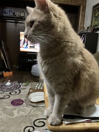 Peanut - Photo 6