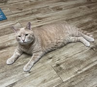 Peanut - Photo 4