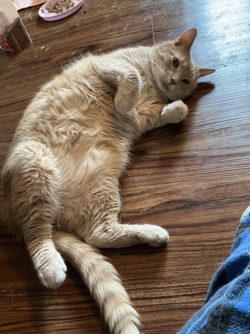 PEANUT - Domestic Short Hair available for adoption