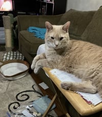 Peanut - Photo 7