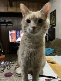 Peanut - Photo 5