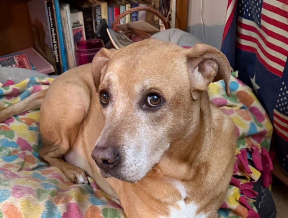 BREWER - Labrador Retriever / Boxer available for adoption