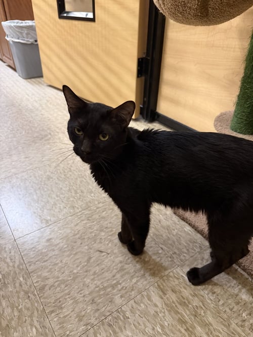 KEBOB - Domestic Short Hair available for adoption